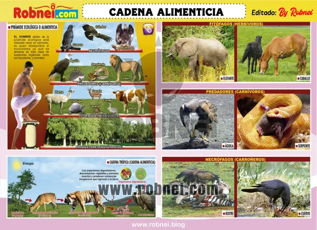 Cadena Alimenticia
